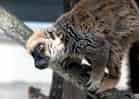 動物図鑑・シロビタイキツネザル 1